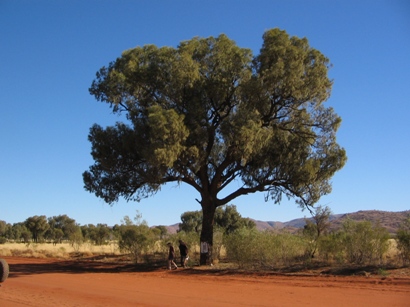 The 110 mile tree in 2007