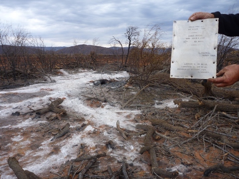 The same tree after the fires 2012