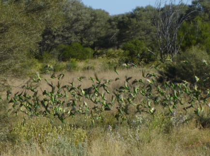 flock of Budgies