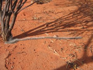 caterpillars 3