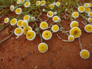 Daisies