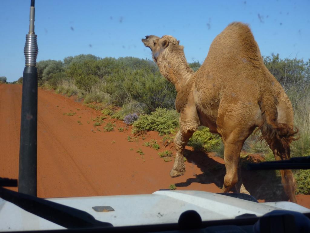 Camel on the road