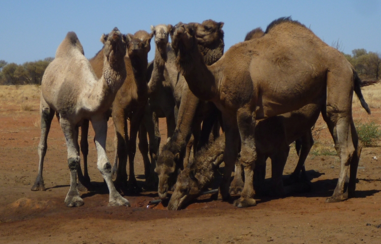 Camels