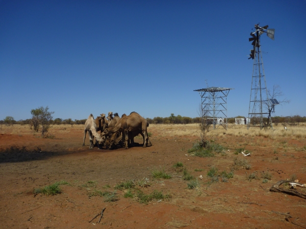Camels