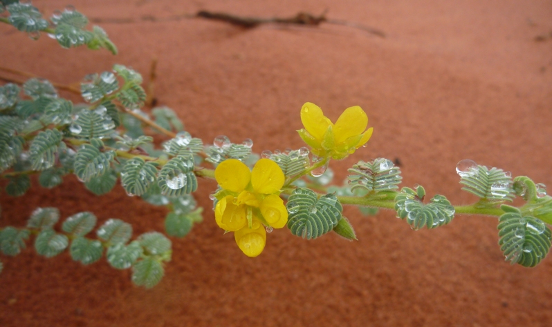 Chamaecrista symonii