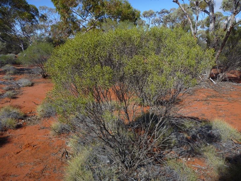 Eremophila sulcata
