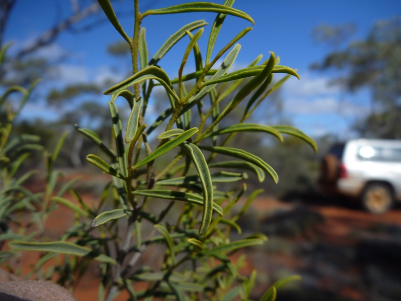 leaves of Eremophila sulcata