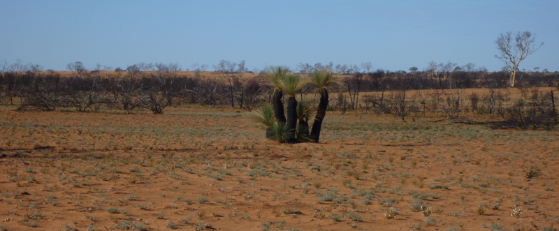 Grass Trees in burnt country