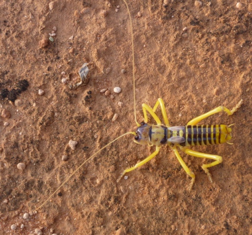 yellow Cricket - Pareremus