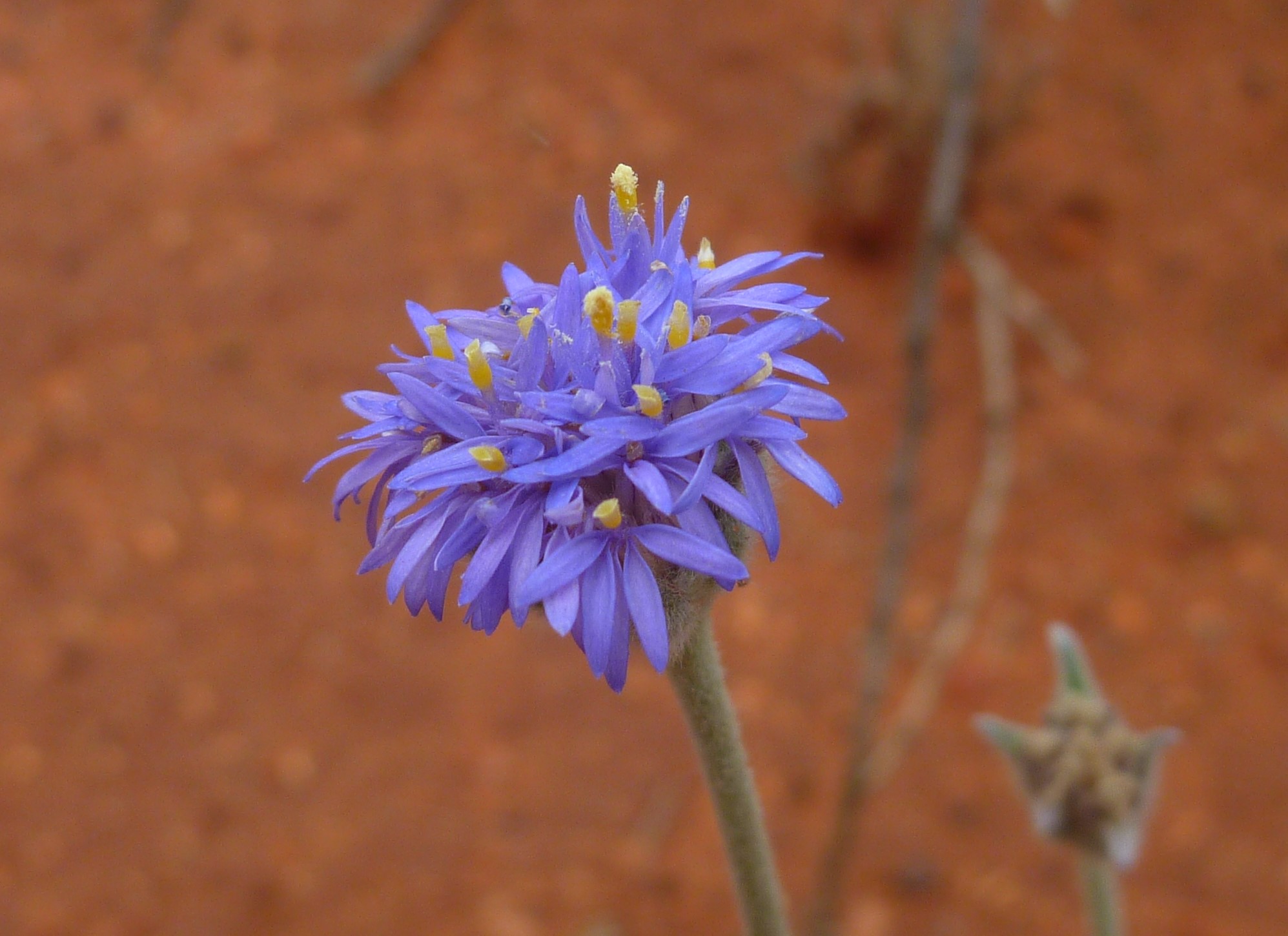 Brunonia australis