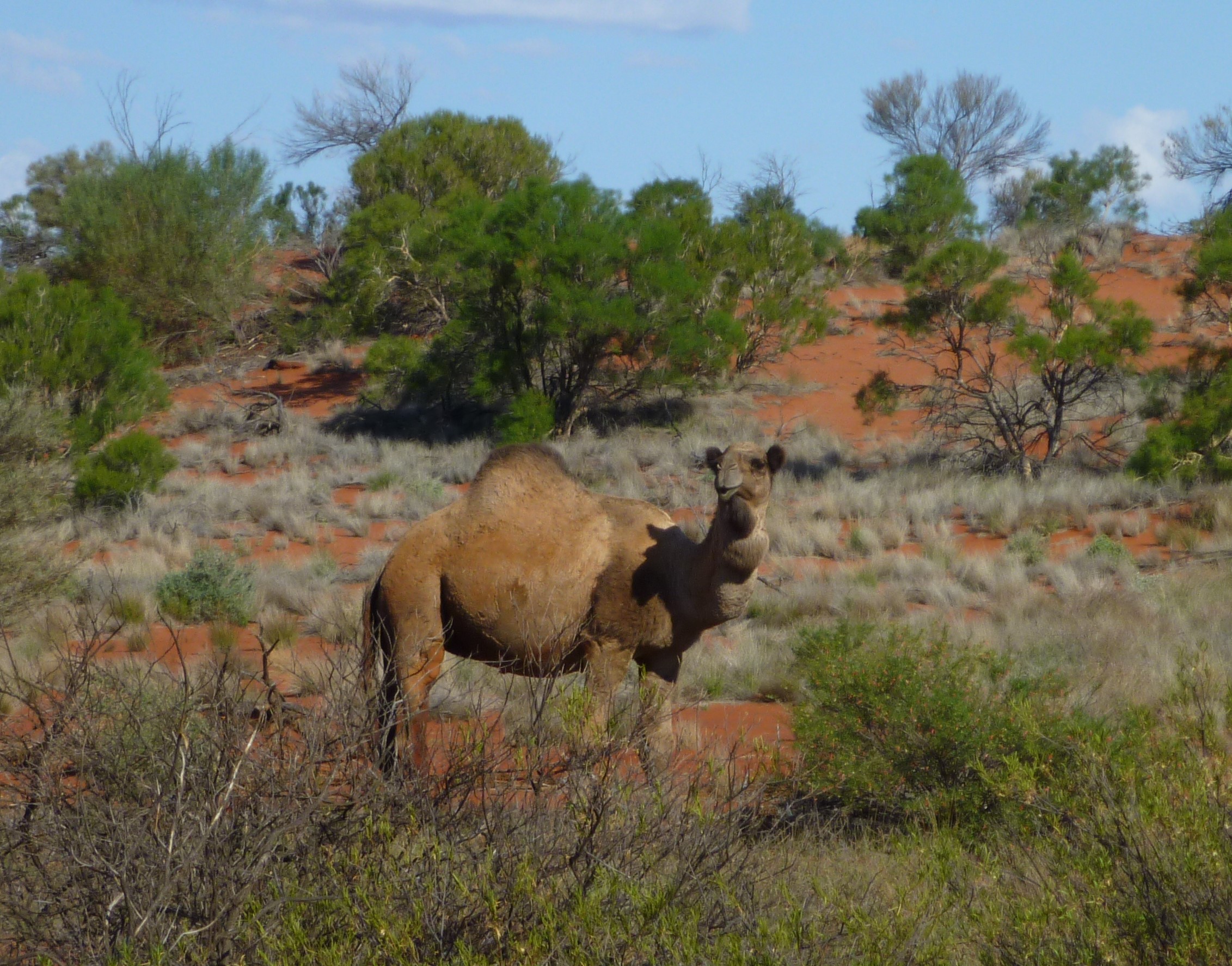 Camel