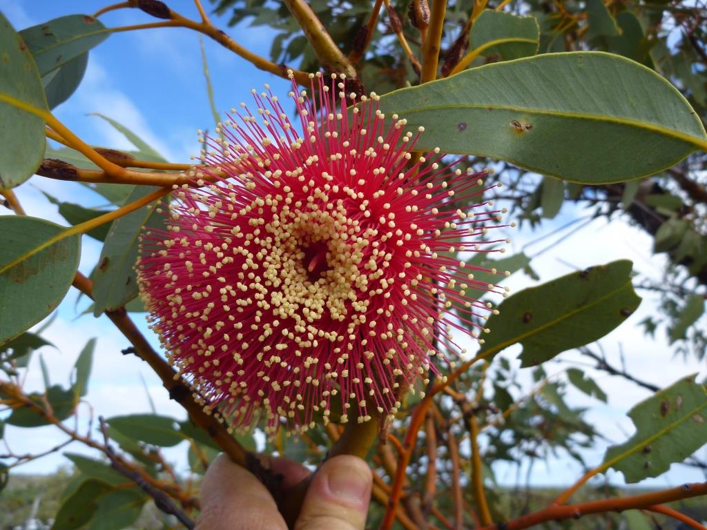 Red Eucalyptus youngiana flower