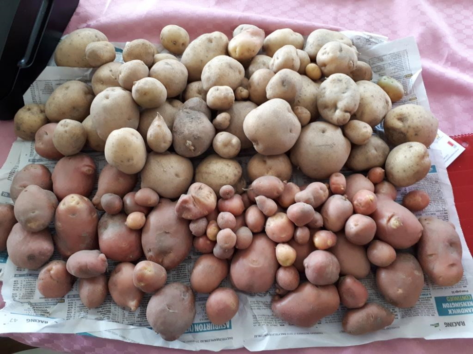 Potatoes, home grown